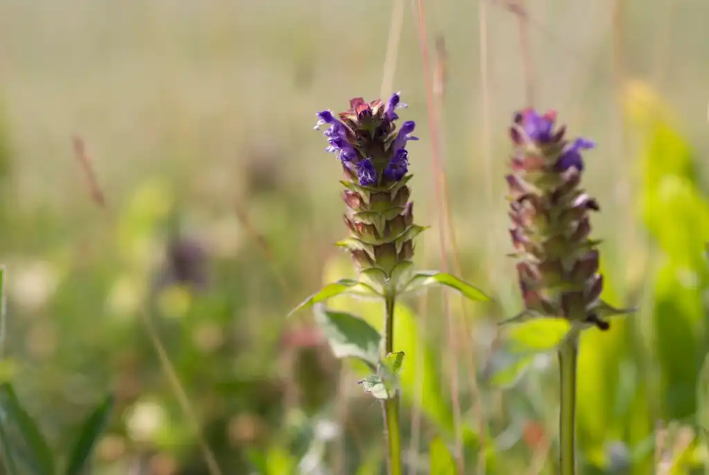 Can Spica Prunellae Extract Help with Acne?